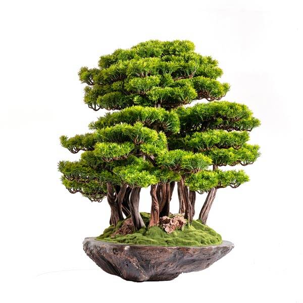 Callisto Bonsai Garden - 2