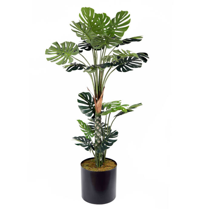 Deve Tabanı180cm - 1