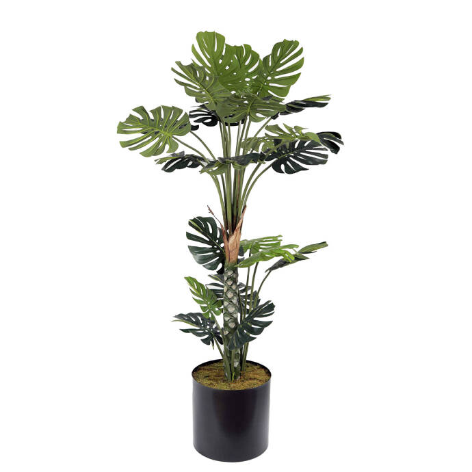 Deve Tabanı180cm - 1