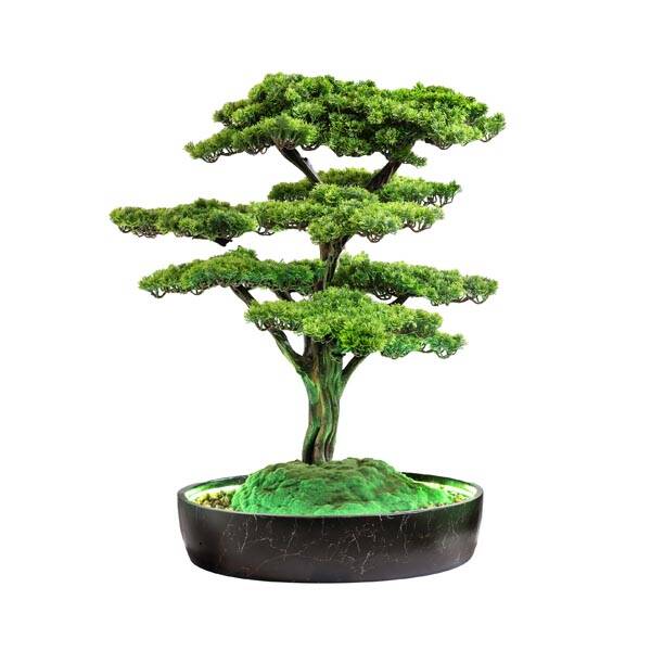 Işıklandırılmış Bonsai Ağacı-2 - 2