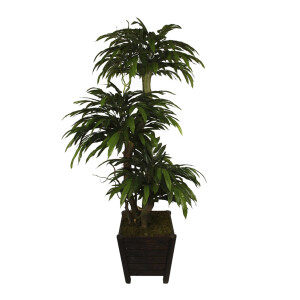 Mango Ağacı 180Cm 3Kafa - TepeHome