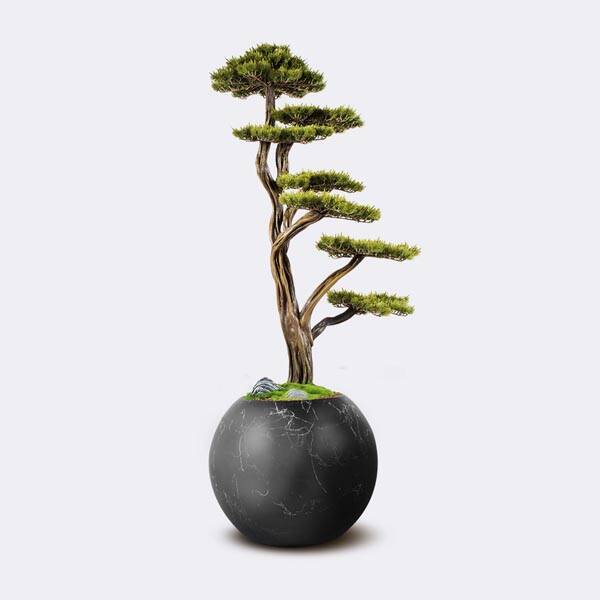 Mira Bonsai-2 - 1
