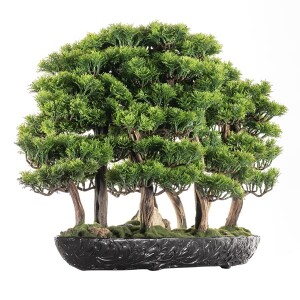 Navis Bonsai Garden - 1