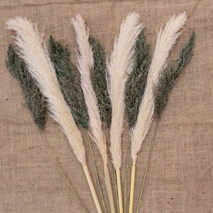 Şoklanmış Dolgun 15 Adet Pampas Dolgun - TepeHome