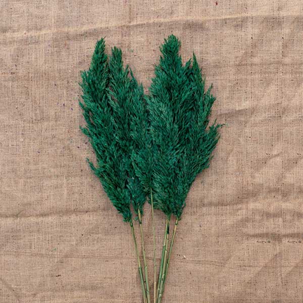 Şoklanmış Dolgun 15 Adet Pampas Dolgun - 1